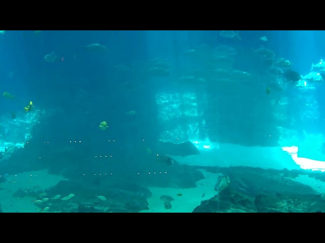 LIVE Georgia Aquarium Cam | Ocean Voyager Cam | Whale Sharks and Rays