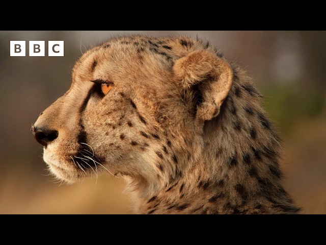 Cheetah’s three-day hunt for a meal | Big Cats 24/7 Series 2 – BBC