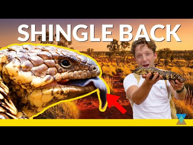 This Australian Lizard Has Armoured Plating!