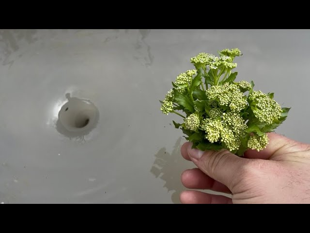 Satisfying Whirlpool Experiment!? Whirlpool Hole vs Various Flowers.