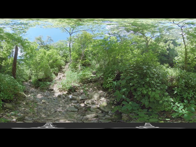 Cove Spring & a mosquito