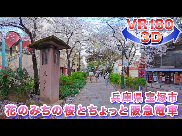 ＜VR180 3D＞2026年の桜!! 兵庫県宝塚市  花のみちの桜とちょっと阪急電車【ゴーグル必須・立体視】