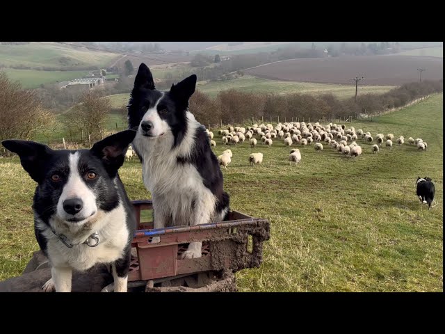 Two amazing collie sheepdogs herding sheep in Scotland
