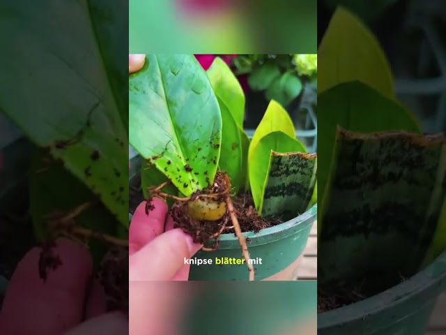 Propagating plants for free – ingenious tricks