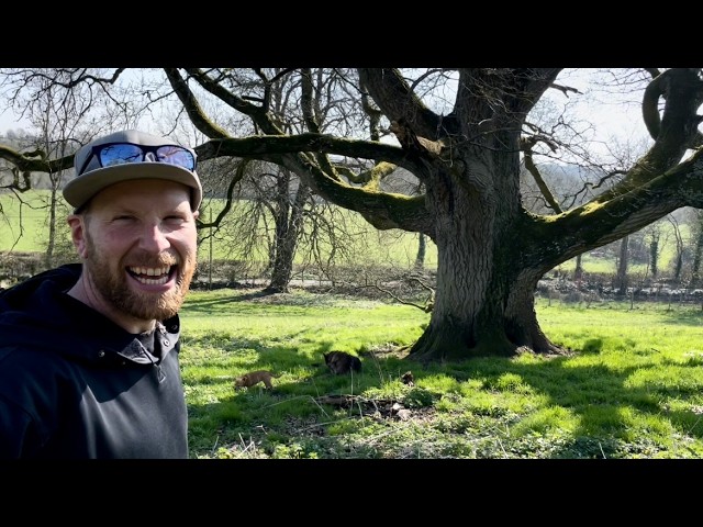 Our great oak has become internationally known as a great practice tree