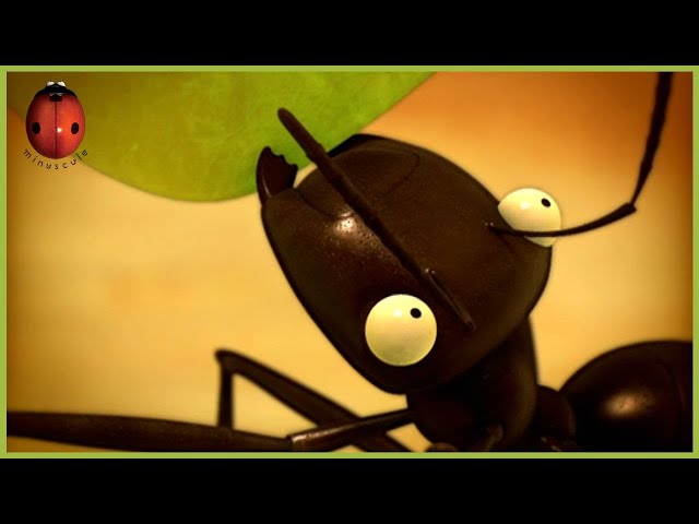 Cicadas’ Song | Minuscule | 45' Compilation