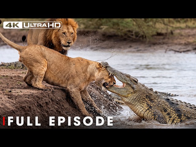 LION BATTLE ZONE | Savageest Fights in the Animal Kingdom (Full Episode) | Nature Animal Documentary