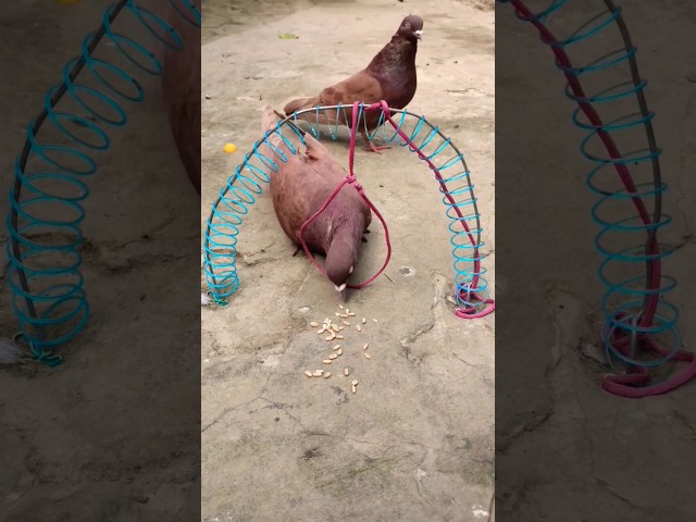 Create amazing bird trap pigeon // Creativity quick pigeon trap