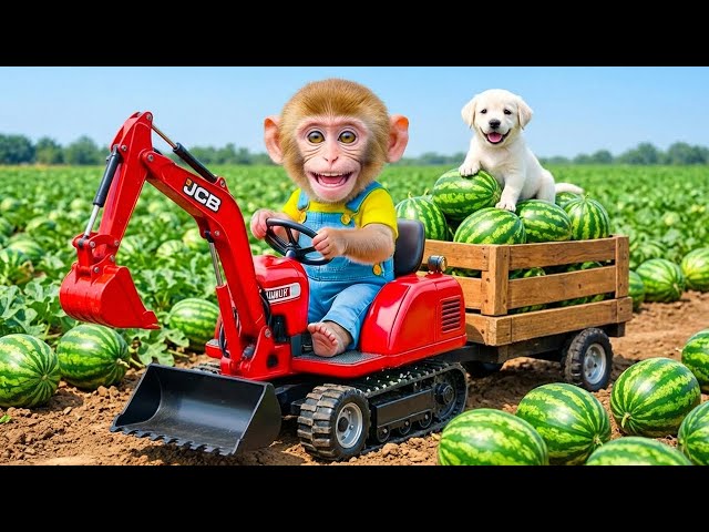 Monkey Sisi Drives Tractor to Harvest Watermelon & Rescue a Puppy | A Surprising Farm Adventure!