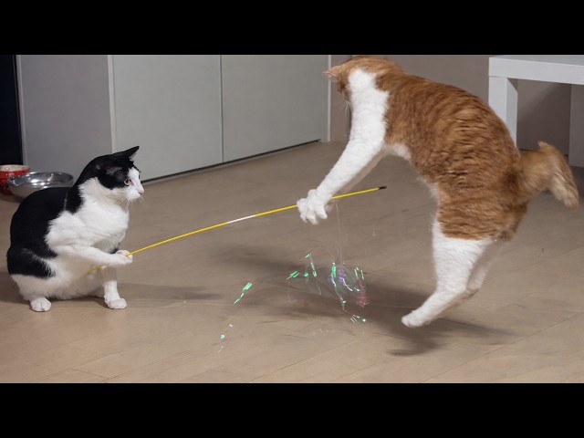 Cats Being Pure Chaos