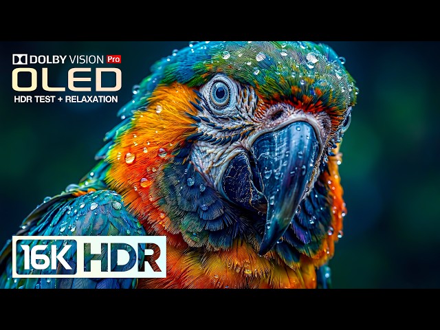 Ultra Massive 16K OLED Video | Dolby Vision 8K HDR 120fps (8K/4K Video TV)