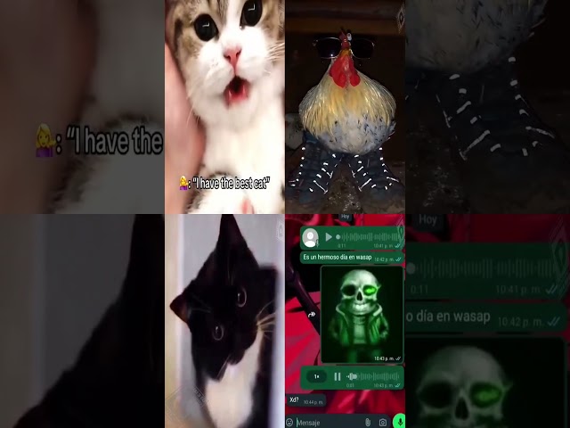 News on Memes I found on Internet Part 566.f2