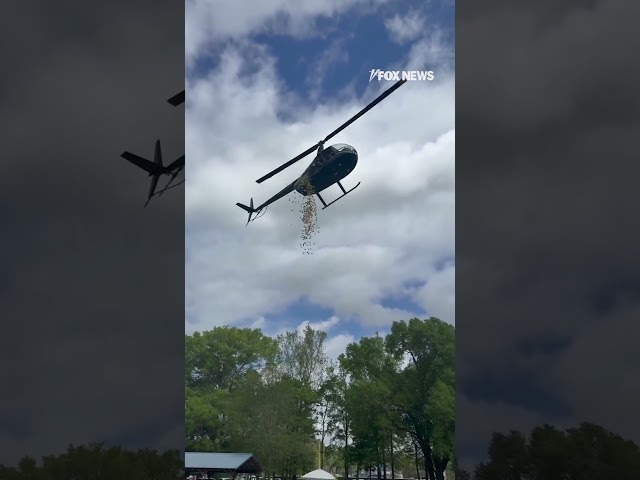 Helicopter drops Easter eggs filled with candy #foxnews #news #us #fox
