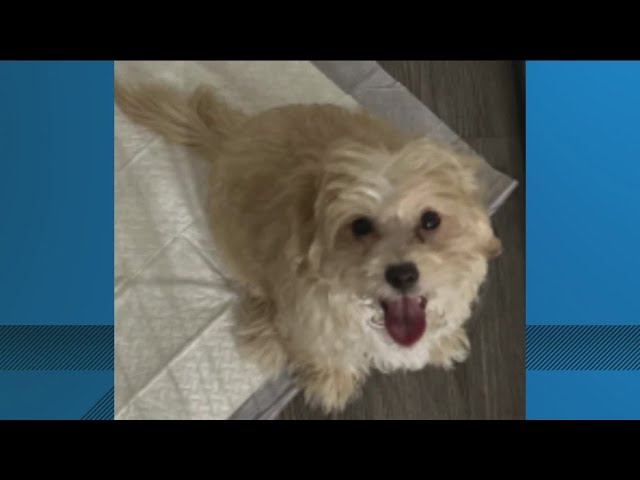 Brookhaven Police arrest woman seen in viral video allegedly abusing dog