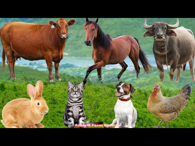 Relaxing Animal Videos: Buffalo, Duck, Pig, Goat, Dog, Chicken, Cat, Sheep – Animal Sounds