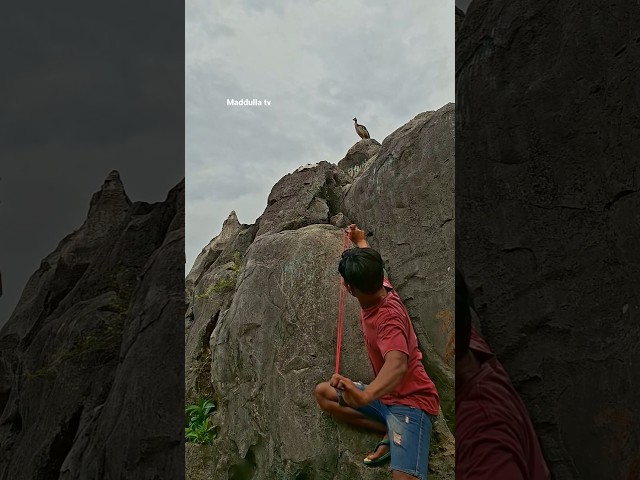 Wow🏹 #amazinature #wildlife #nature #sorotan #sortvideo #birds #chicken #animals #colonelkkjϟ #funny