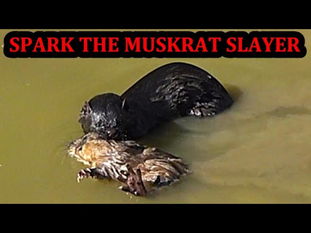 Spark the Mink Catching a Muskrat.