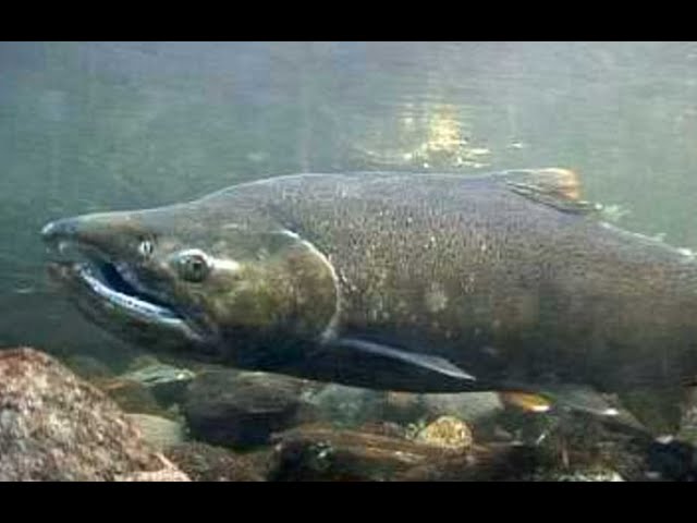 A creek in Kitsap County Washington #asmr #cute #environment #fishing #fish #happy #nature #salmon