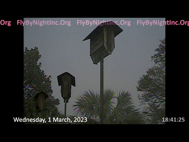 FBN Live BatCam 1Mar2023