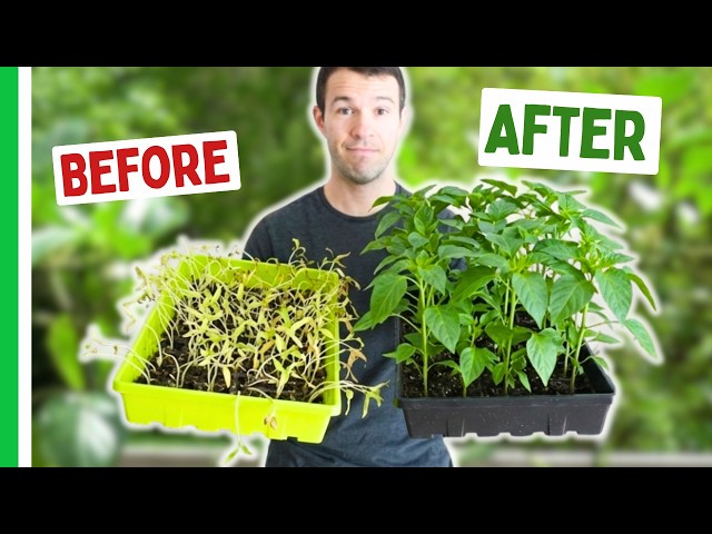 This CHANGED How We Grow Peppers
