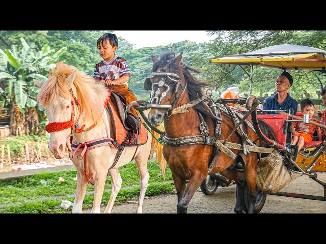 NAIK DELMAN ISTIMEWA | HORSE | KUDA DELMAN - KUDA