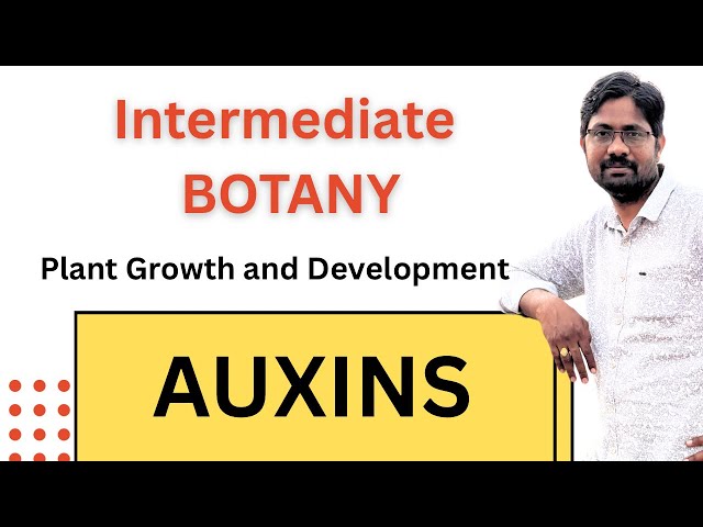 Auxins || Plant Growth and Development || Inter Botany Important Questions