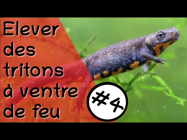 Élever des cynops orientalis #4 - Les juvéniles