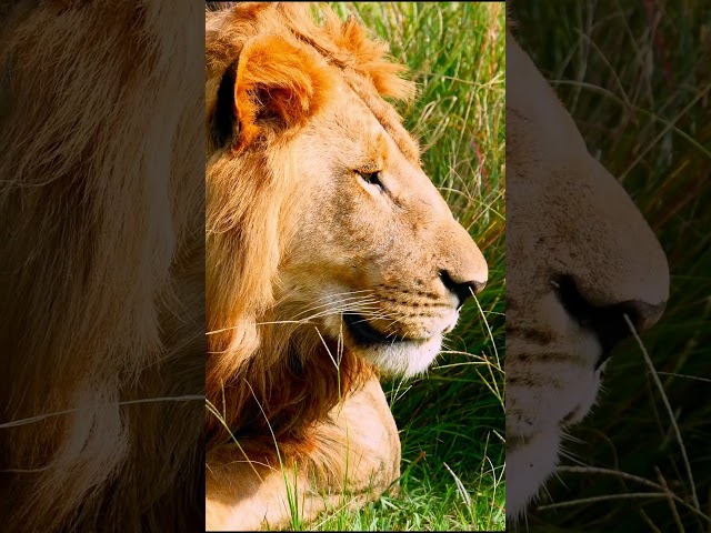 African Safari - Scenic Wildlife   #afro #wildlife