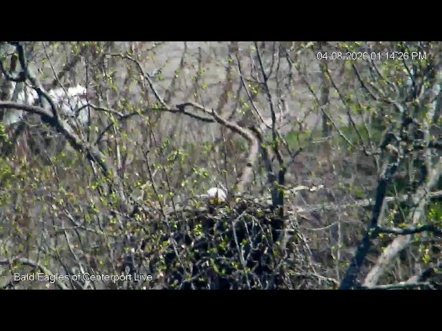 *** Bald Eagles of Centerport Live Stream  2025***