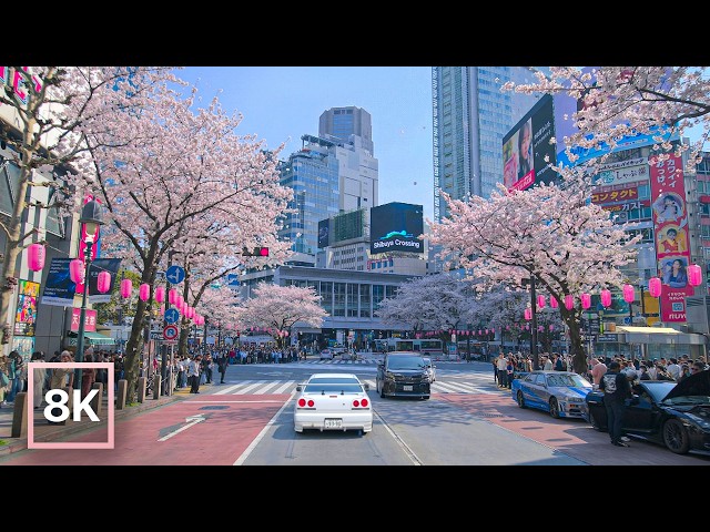 Spring Cherry Blossom Drive in Tokyo ☀️ / 8K 60fps HDR / Relaxing Piano Music