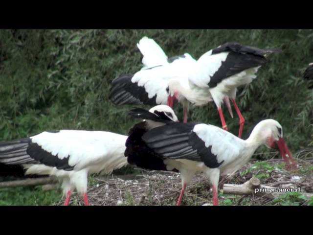 Das Klappern der Weißstörche im Naturzoo Rheine