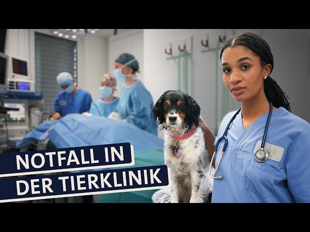 2 Tage Tierklinik : So stressig ist der Alltag als Tierärztin