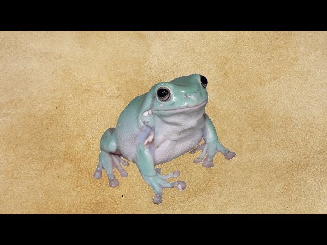 frogge