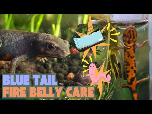 Blue Tail Fire Belly Newt Care - Cynops cyanurus #newts  #salamander #amphibians #careguide #fyp