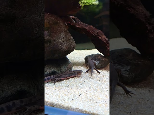 cynops pyrrhogaster/japanese fire Nelly newt / takahiro omori / kawasui Aquarium