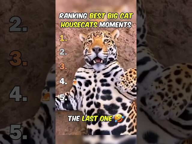 Ranking Best Big Cat Housecats Moments