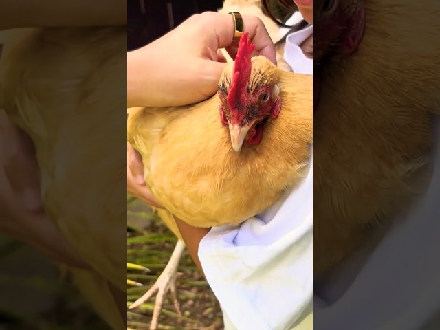 ATTENTION, PLEASE! My chicken's the MAIN CHARACTER lol 👑🐔