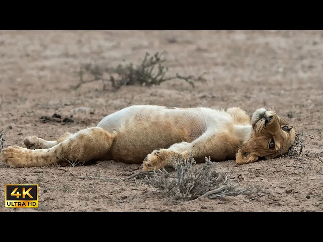 Most Hilarious Animal Moments Ever Caught on Camera 😂