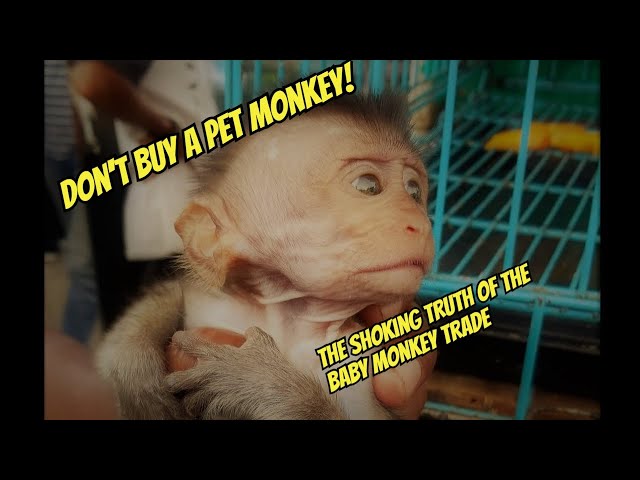 Before You Buy a Monkey, Watch This