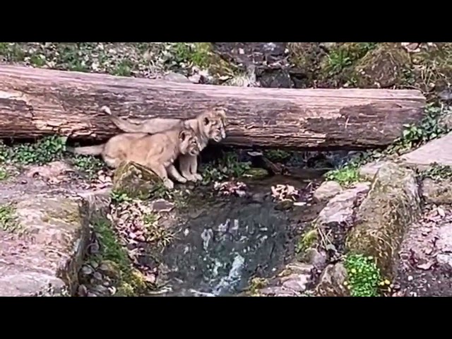 lion cub afraid to across tiny water flowing and sibling teaching it video 