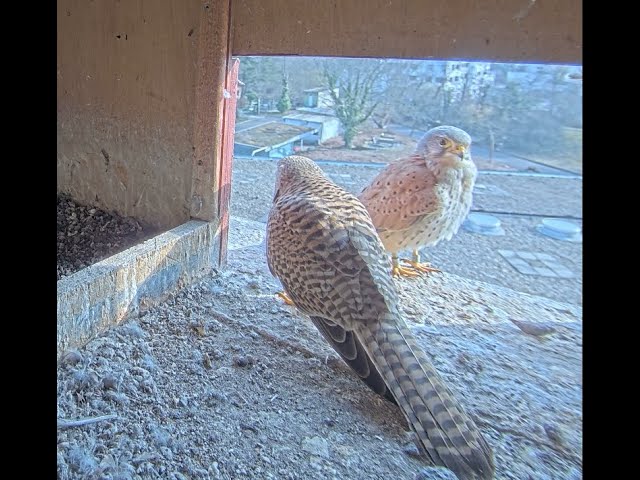 Turmfalken Kamera im MPIB Berlin