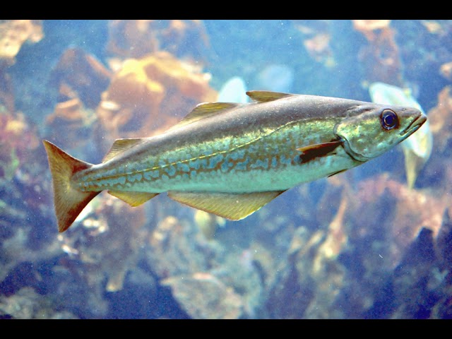 Pollock | Wikipedia audio article