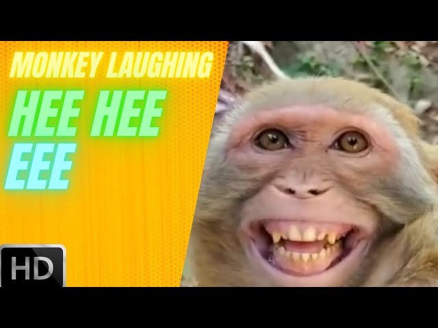 MONKEY LAUGHING HEE HEE EEE #Shorts