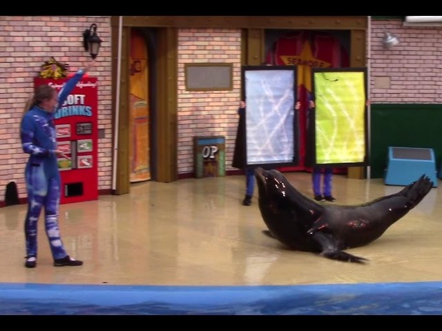 Sea Lion's Tonite (Full Show) at SeaWorld San Diego 7-5-15