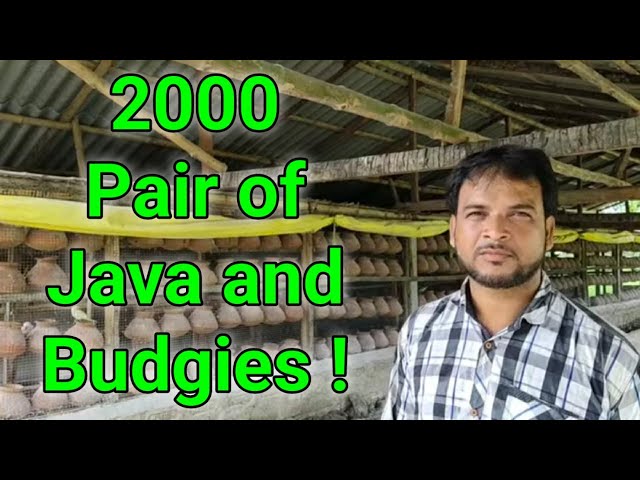 2000 Pair of Java sparrow and Budgies bird breeding farm | Julfikkar Bhai Kolkata