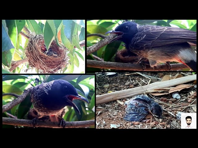 Red vented bulbul baby bird rescue - fallen from nest.