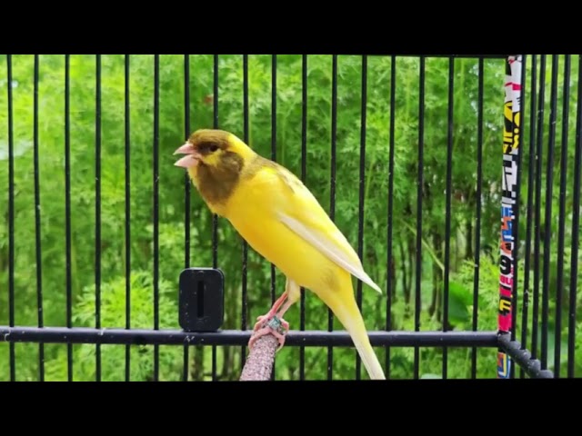 Your Canary Will Not Stop Singing With This Song