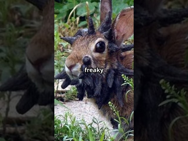 'Frankenstein' rabbits growing black 'tentacles' #telly #facts#rabbit  #history #animals