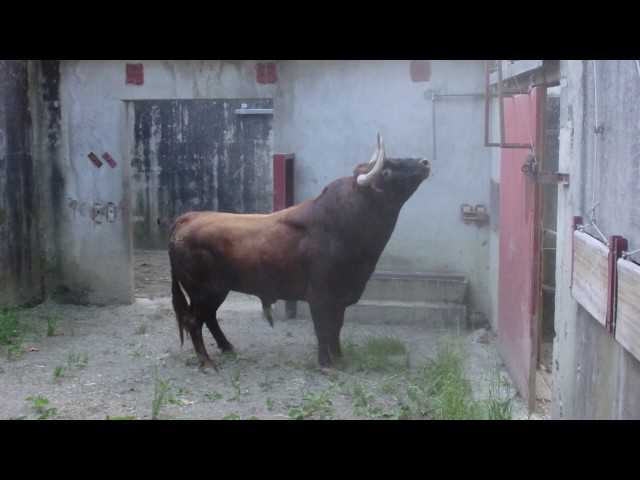 Débarquement Corrida Baltasar Iban