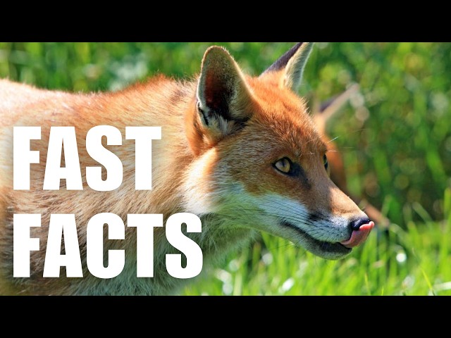 Most People Don't Know These RED FOX FACTS